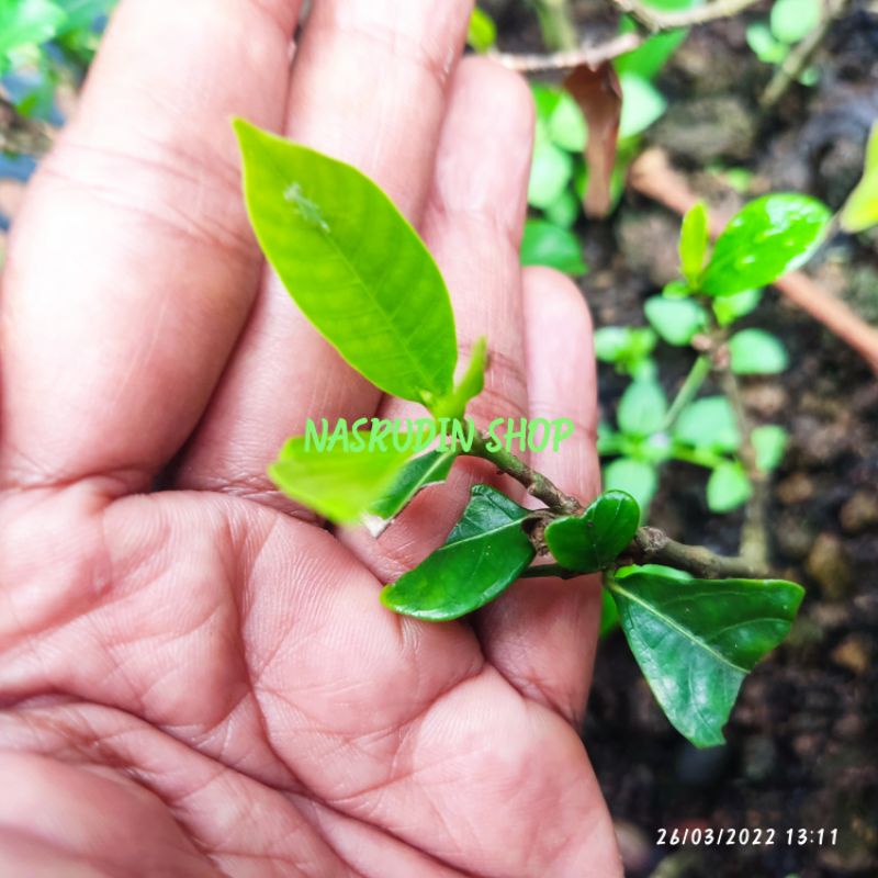 

[Fresh] BIBIT KACA PIRING / BIBIT STEK PUCUK KACAPIRING SIAP TANAM / GARDENIA JASMINOIDES / CEPIRING