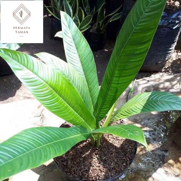 MENJUAL NEW PRODUK Tanaman hias philodendron lynette philo linet tanaman indoor STOCK TERSEDIA