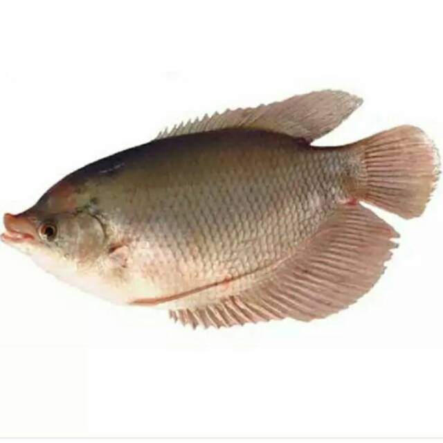 

Ikan gurame freesh