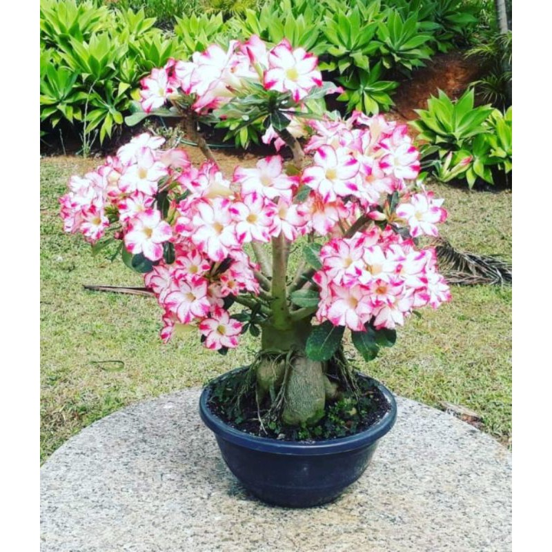 

BIBIT ADENIUM BUNGA TUMPUK