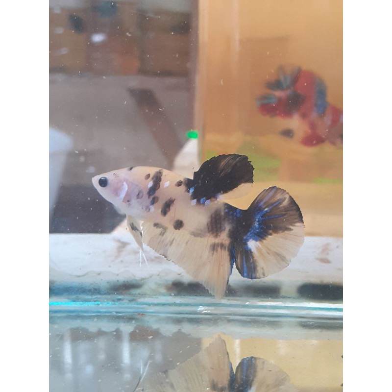 Ikan cupang giant BO 4,5CM