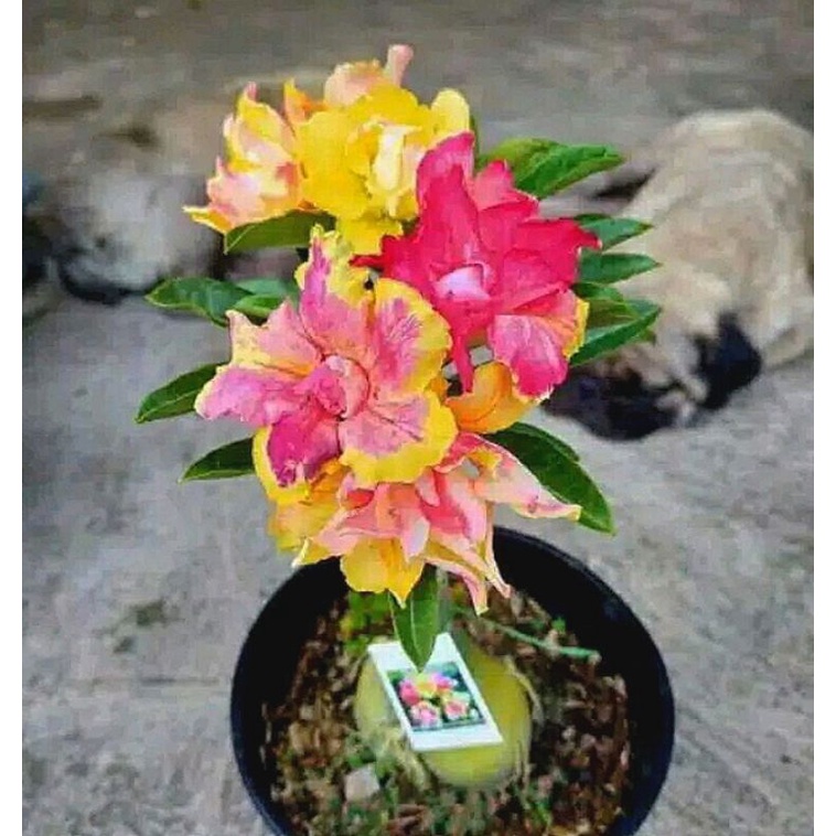 [ PROMO ] Adenium kamboja jepang bunga tumpuk 3 warna
