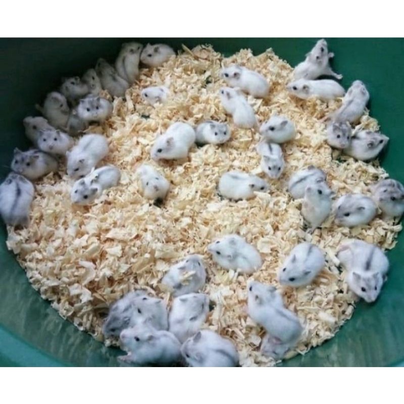 Hamster winter white perl - (kirim sejawa barat)