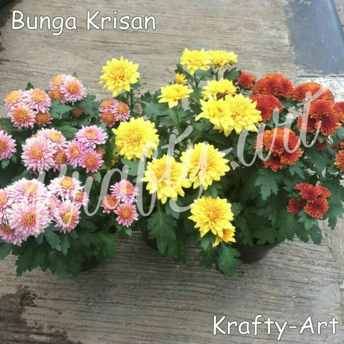 Bunga Krisan bibit bunga krisan pot