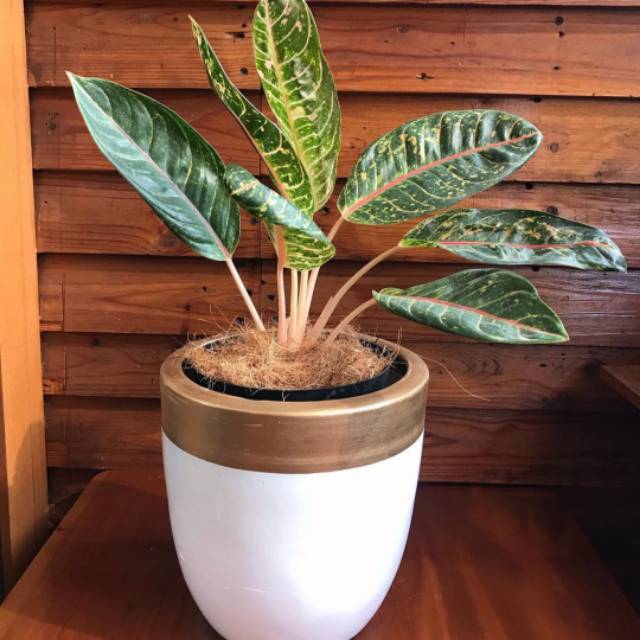 Tanaman hias aglonema donacarmen - aglonema donacarmen