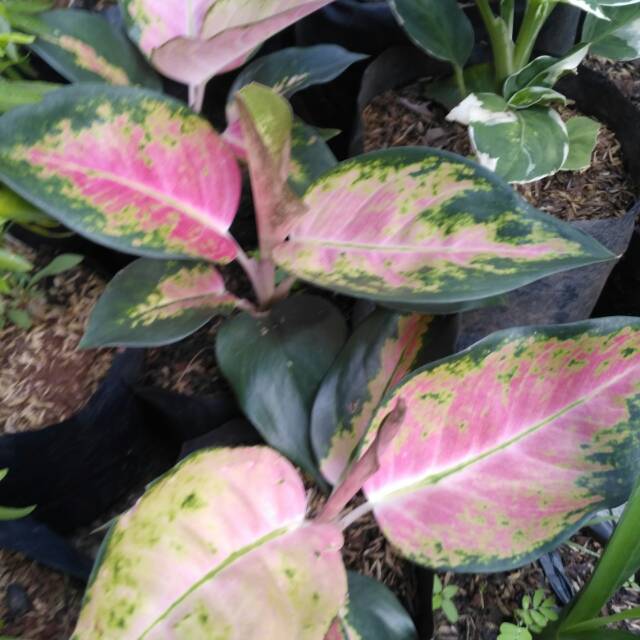 Tanaman hias aglonema kocin merah