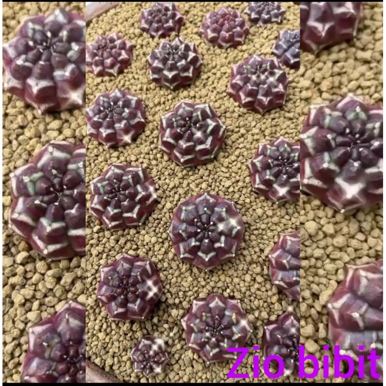 Benih bibit biji kaktus gymno varigata F1 Import/kaktus varigata import/benih