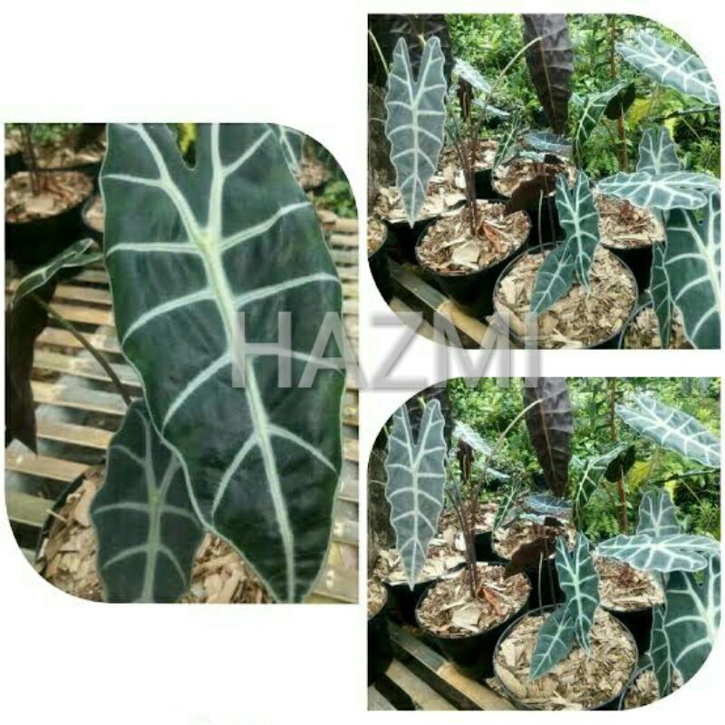Alocasia Amazon/cladi amazon/clhadia amazon