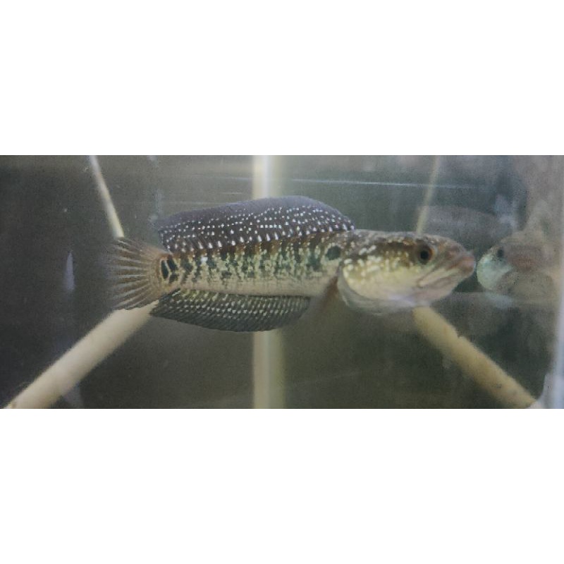 Channa Asiatica WS (white spot) FULL DOT MUTIARA 13-15 cm Fix GRADE A Free Packing Sterofoam