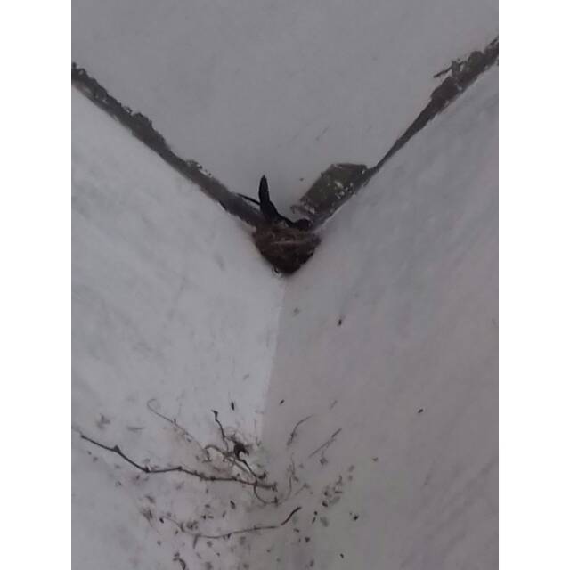 Jual burung sriti+sarangnya 1 pasang anakan sudah makan sendiri