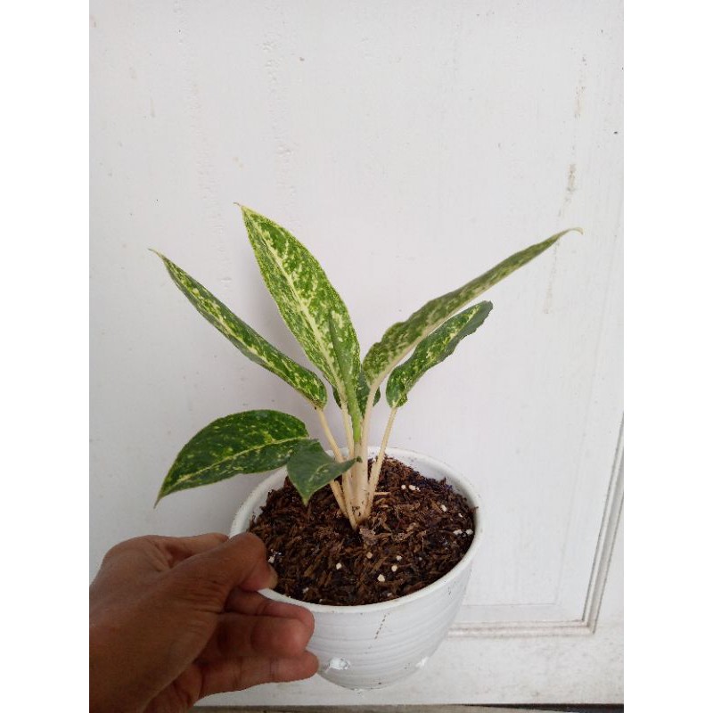 aglaonema snow rain , jadul & langka
