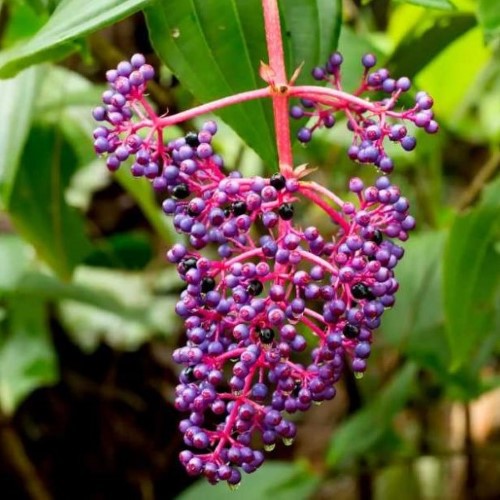 Tanaman Bibit Buah Parijoto - tanaman herbal - tanaman ajaib - obat - parijoto - buah parijoto