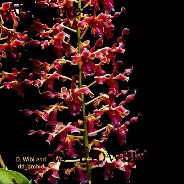 Tanaman hias anggrek dendrobium wibi asri tanaman hias tanaman hidup anggrek dendrobium