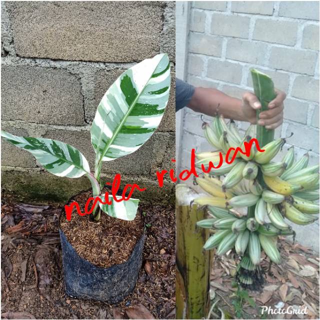 Bibit pisang varigata