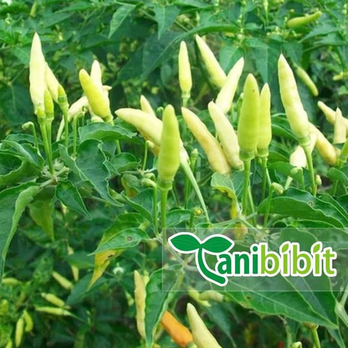 Bibit Cabe Rawit Putih Pohon Buah Cabai Unik