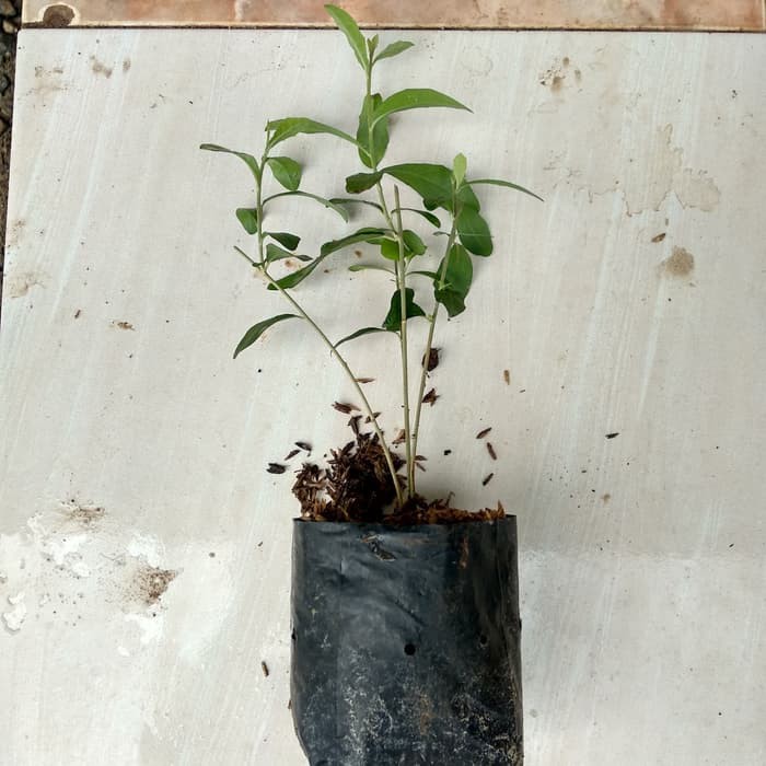 tanaman rambat lee kwan yew - tanaman rambat lee kuan yew