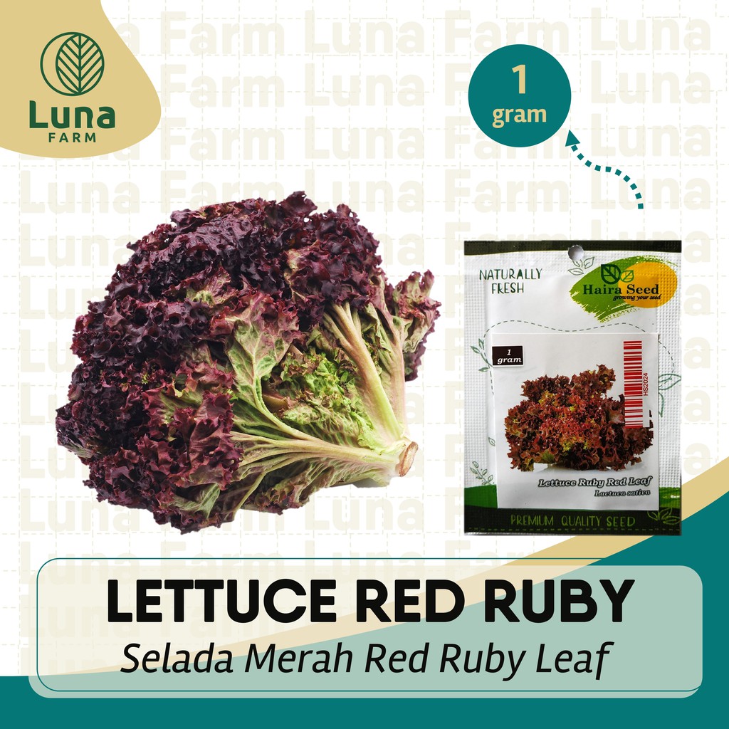 Jual Benih Selada Keriting Merah Ruby Red Leaf Lettuce Haira Seed Kemasan Urban Isi Gram Bibit