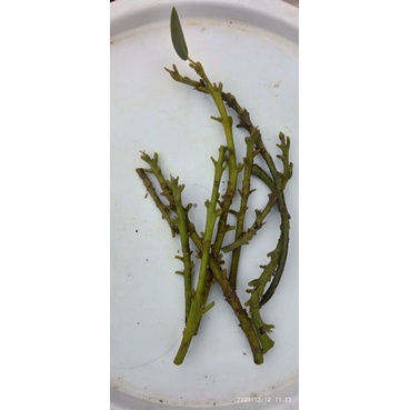 bibit entres alpukat miki