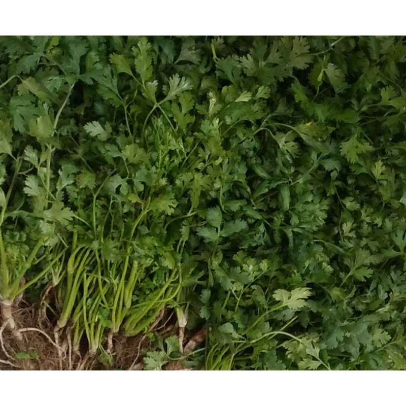 

Daun ketumbar segar 1 Kg