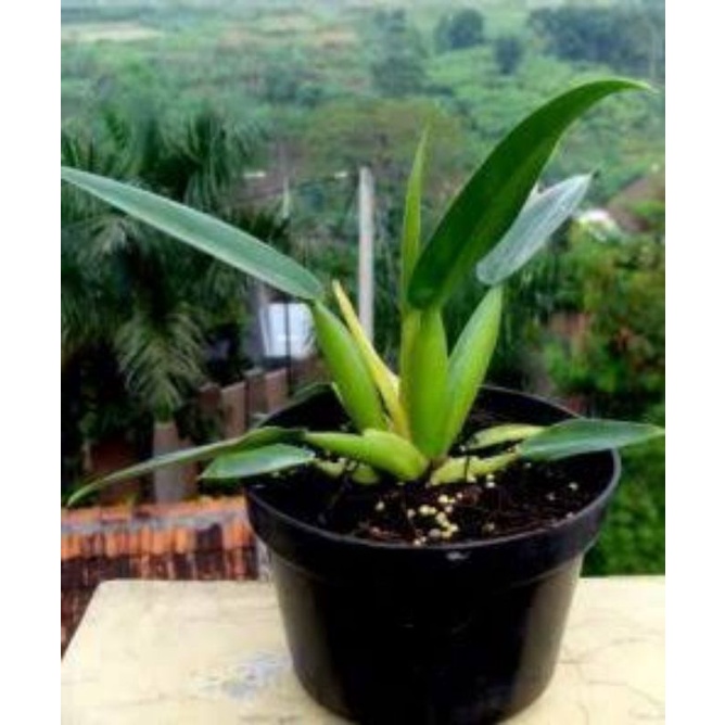 Tanaman Bunga Hias Philo Katak/Philo Eceng