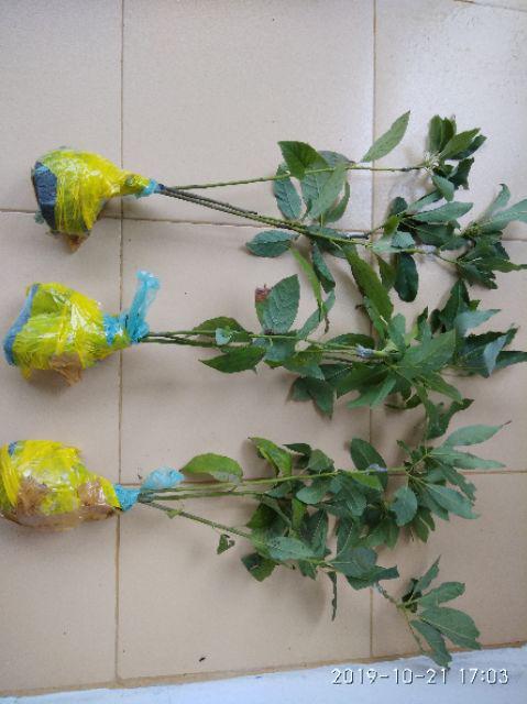 Termurah/ Paling Murah Pakettt 3batang Bibit Tanaman Buah Alpukat Lam Hass