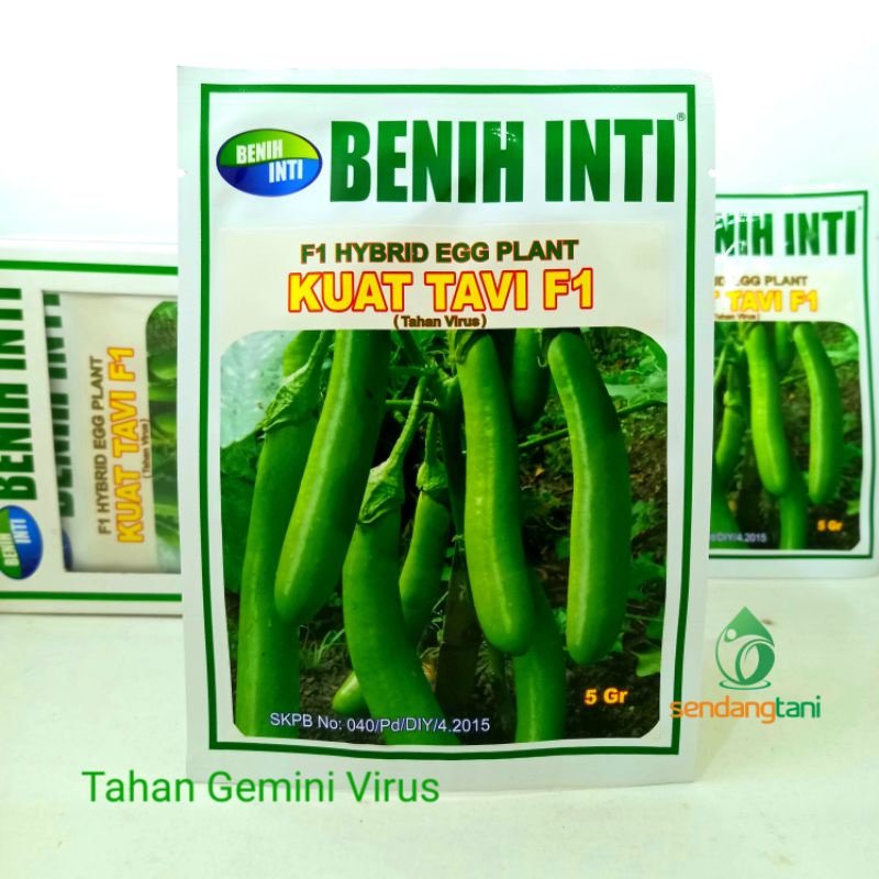 Terong Hijau KUAT TAVI F1 Benih Bibit Terong Ijo Kuat Tahan Virus Gemini Kuning Benih Inti
