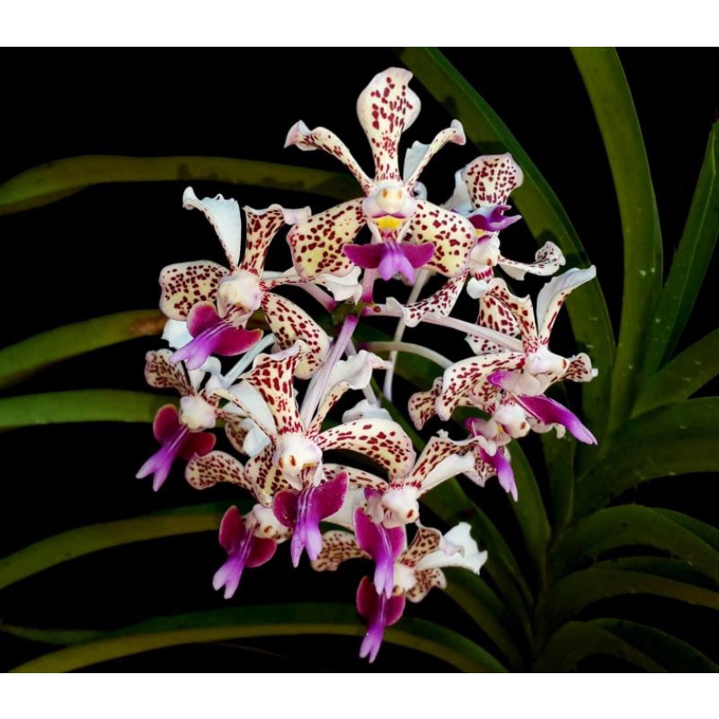 Anggrek Vanda Tricolor [Anggrek Botolan|Botol UC]Siap Aklim