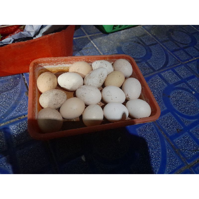 

TELUR BUSUK