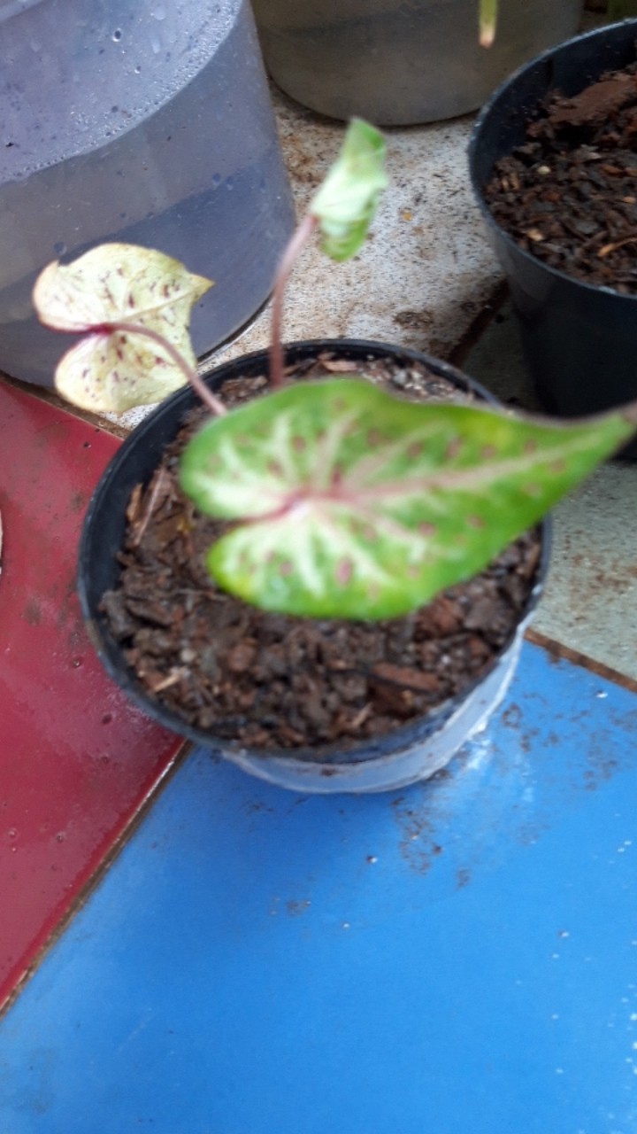 Caladium Gingerland / Dikirim Anakan Keladi Gingerland