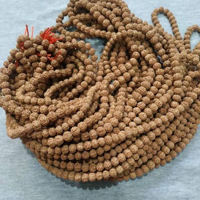 KALUNG JENITRI RUDRAKSHA BIJI JENITRI