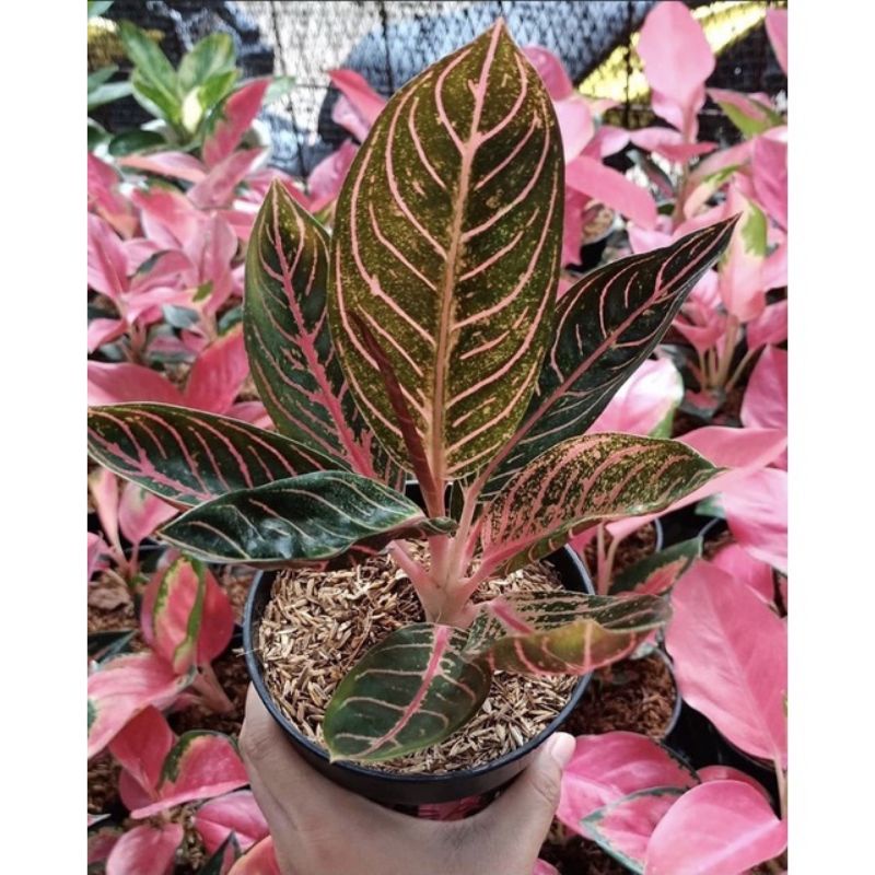 Aglonema Red Sumatra Baby/Anakan