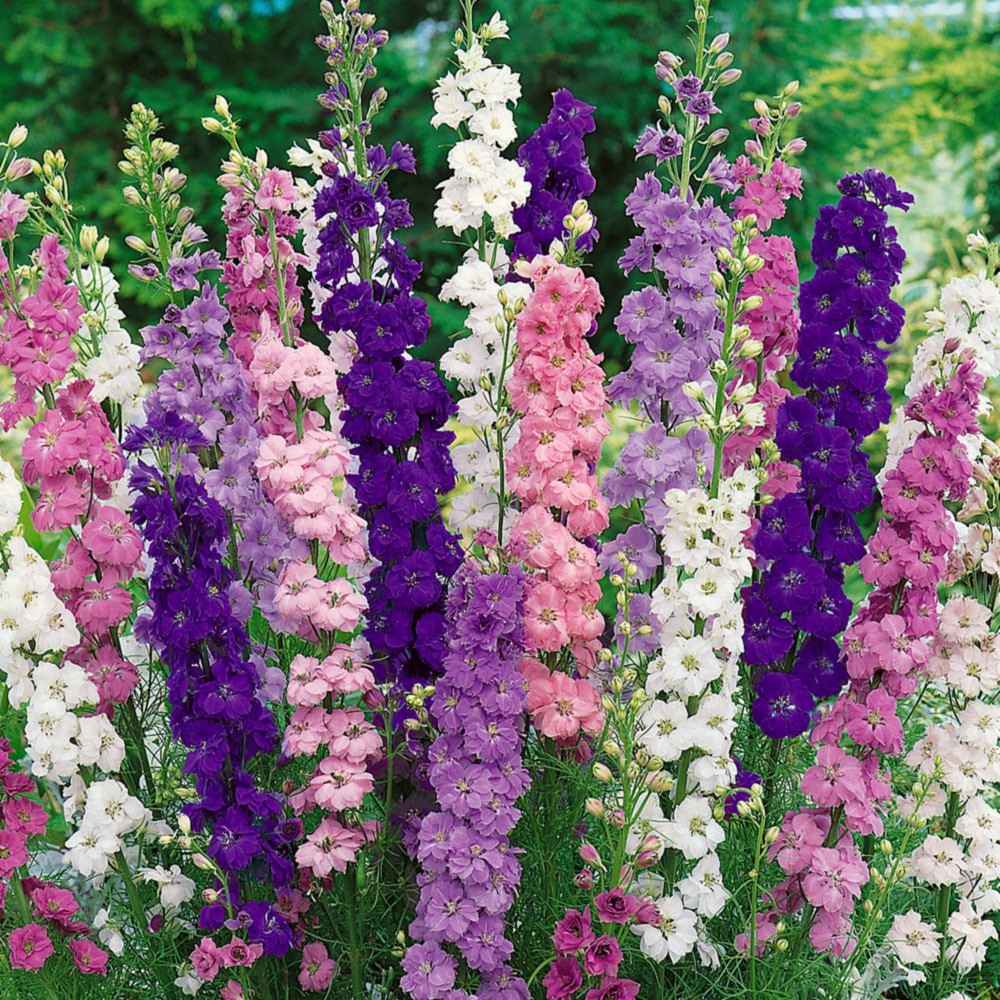 Benih Bibit Biji - Bunga Delphinium Choice Mixed Flower Seeds - IMPORT