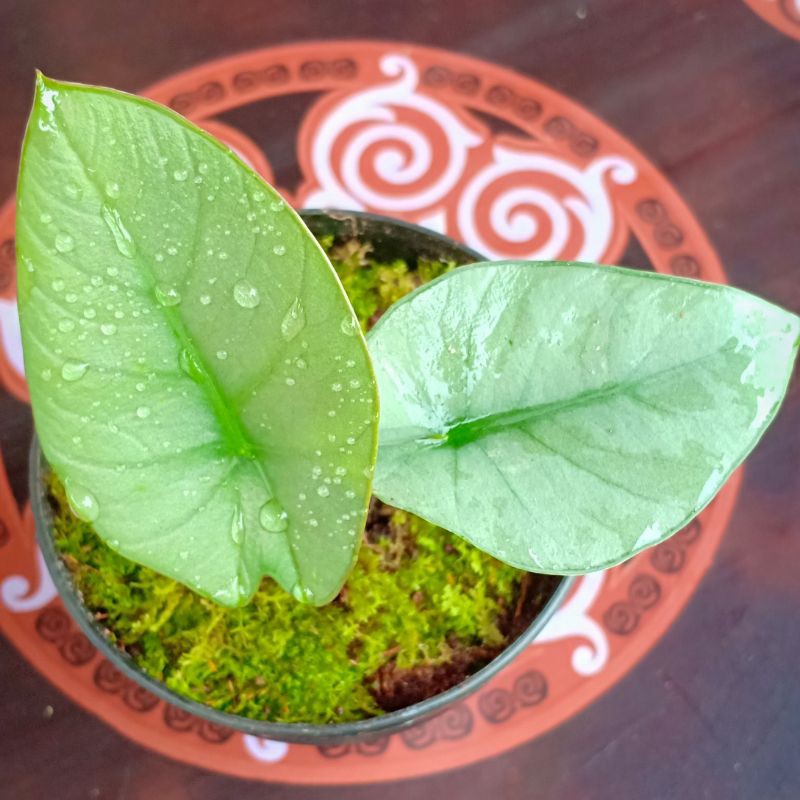 Alocasia Regginae Silver anakan 2 Daun