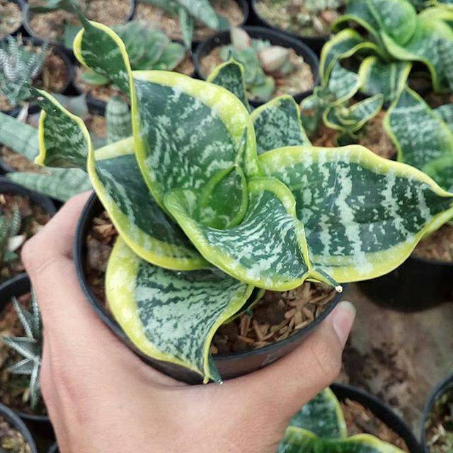 sansevieria twister