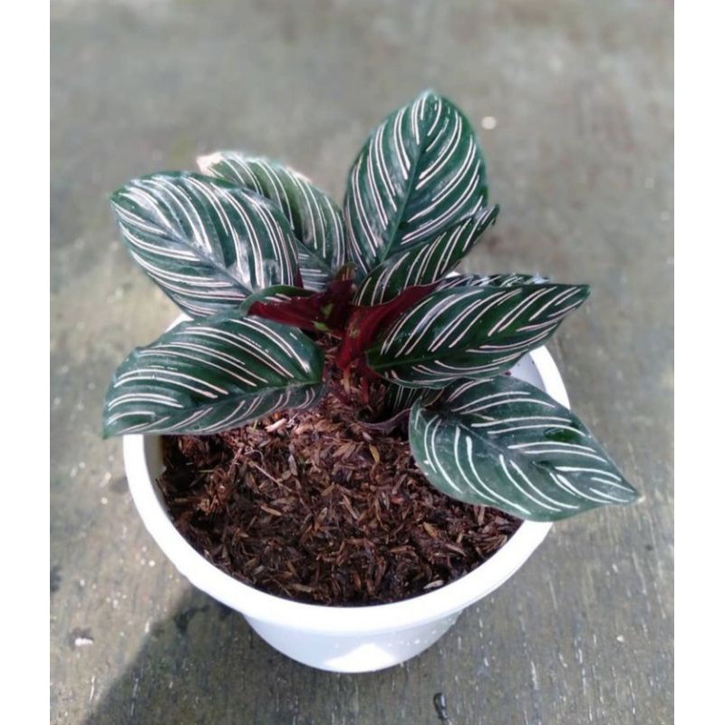 tanaman hias/calatea/calatea ornata/calatea murah