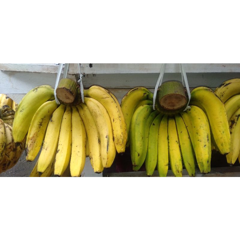 

pisang Ambon besar 1 sisir