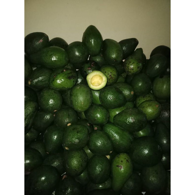 ALPUKAT MENTEGA GARUT SATU KG ISI 5/6