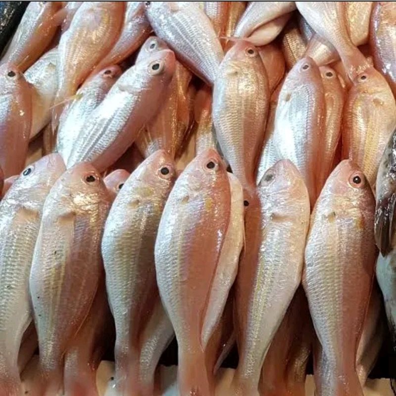 

ikan Krisi/kurisi fresh ( 500 gram)
