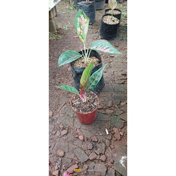 aglaonema hot lady dan kochin reinamira