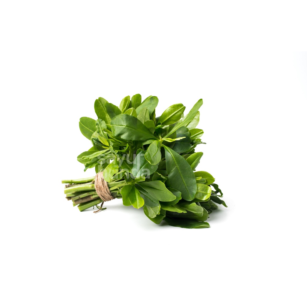 

Sayuran daun ginseng 150 gr - sayurbunda