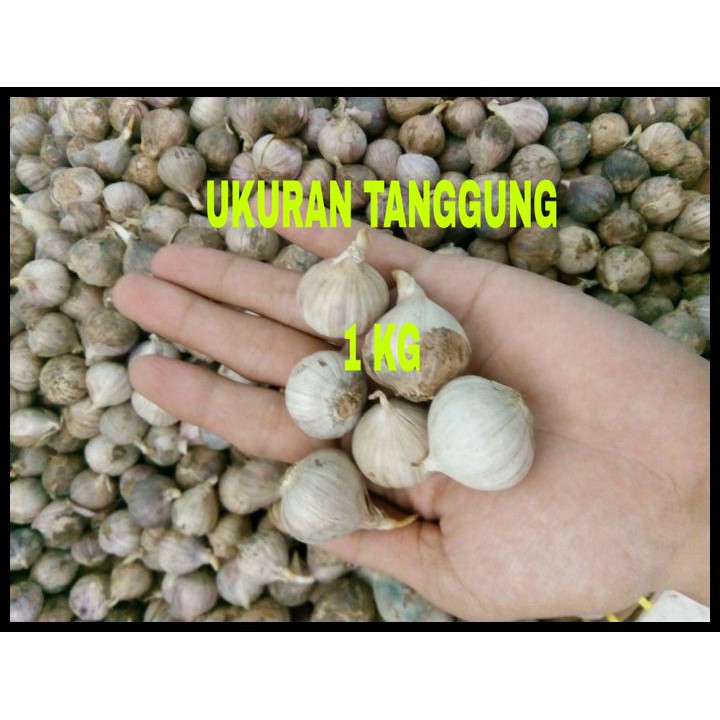 

Bawang putih lanang/bawang putih tunggal 1kg CUCI GUDANG