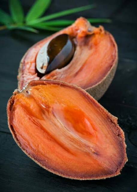 Bibit Mamey Sapote Magana Buah Jumbo Super Genjah