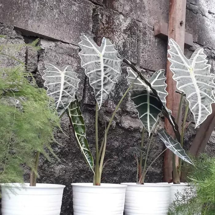 Tanaman Hias Keladi Amazon - Alocasia Amazon