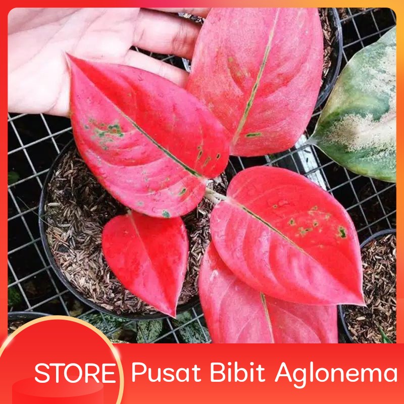 Bonggol Aglonema Suksom Jaipong