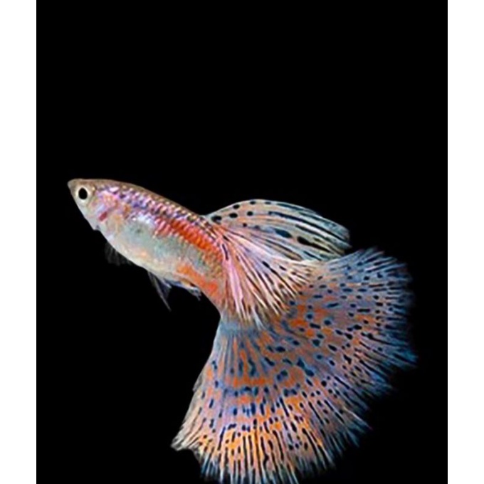 ikan hias guppy red grass