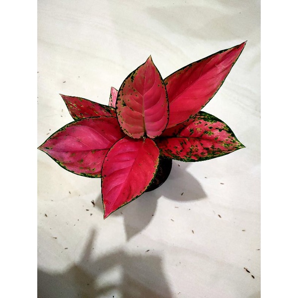 aglonema red venus dewasa 7-8+daun