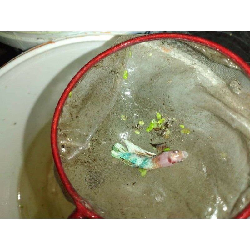 ANAKAN IKAN CUPANG PLAKAT KOI SUDAH NOTOL