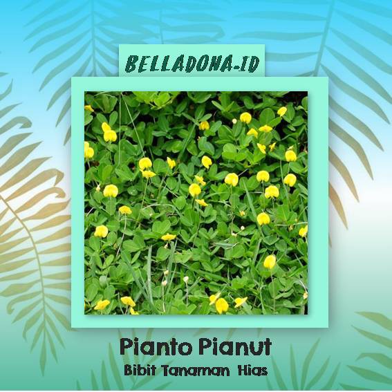 Bibit Tanaman Pinto Peanut 5pcs Shopee Indonesia