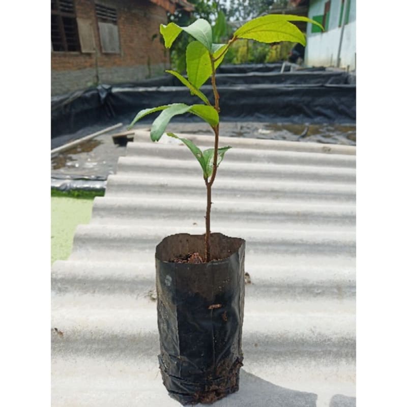 

bibit buah nam nam Hasil Kebun Sendiri
