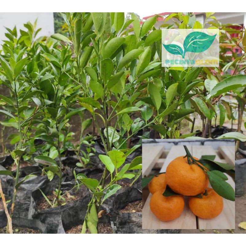 Bibit jeruk santang madu/Tanaman buah jeruk santang madu